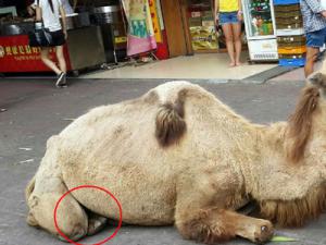 ������֫���������ֹ��� �����ҥ������δ����֫�ٴ���������