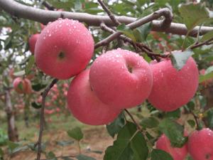 ����ƻ��һҹ��͵�������Ǽ������� ���ѣ����鵽��