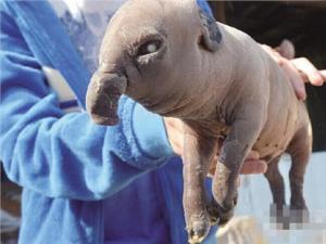 ��Ұ��������ĸ�����󱦱� ���ѣ��ɰ��ǿɰ�����ϧ�Ǹ�����