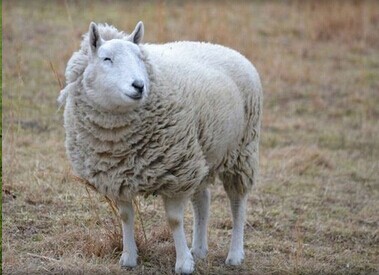 ��Ⱥ��ʳ�����Ц���� ���ѣ�ɵЦ˲��䡰ϲ����​��ͼ��