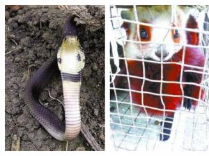 �ͳ�͵�˰����۾���˾�����ǻ������ ����Ұ�����ﱻ�ɻ�