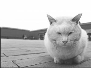 �ʹ�����Ա��è������Լ181ֻ��18410Ԫ