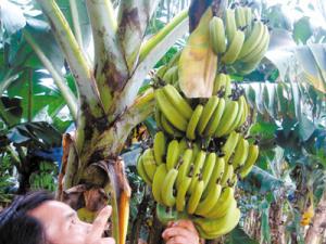 �㽶����ȫ������ ���������㽶ҵȫ����û