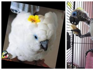 ����������ʧ����Ű�ι���ë ���ѣ�����Ҳ��Ҫ�����