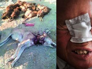 �½���Ⱥ��ҹ����Ϯ����6������ ����ʳ��������Σ��