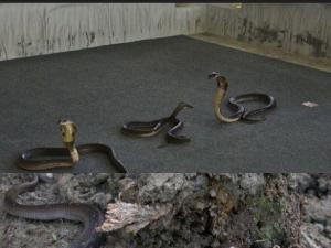 150���л��۾����ڴ������ݡ�Խ���������� �䶾��������������