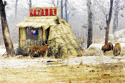 ͼ�ģ���ս�뻢ͬ��73Сʱ