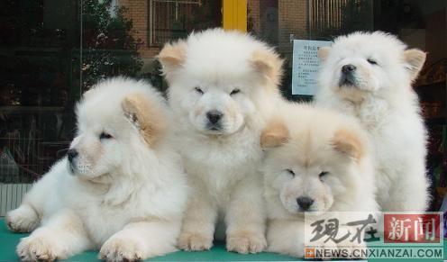 ����20����ﹷ��ǿ�ƽ�������