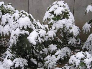 �����人��ӭ��ѩ