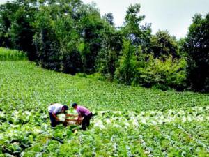 �������·�ƶ��91.7���˾�׼��ƶ 2018�꽫ȷ��17��ƶ���ء�ժñ��