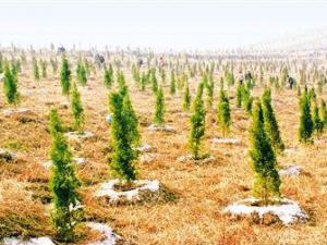 �����ƻ��������208��Ķ��ɽ����