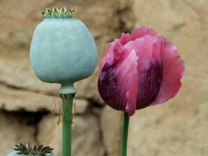 �人ֲ��԰������ǧ�����