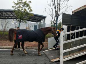  29ƥ���������ɵ��人